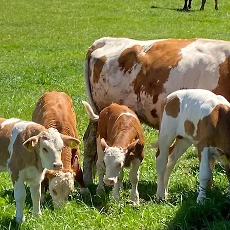 Auszeit-biohof Neihausmo * Böbing