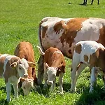 Auszeit-biohof Neihausmo * Böbing