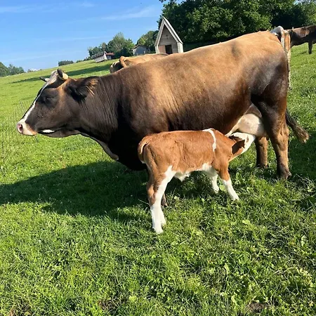 Appartamento Auszeit-biohof Neihausmo Böbing